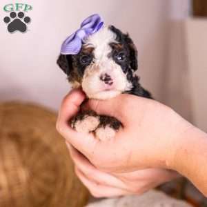 Helen, Bernedoodle Puppy